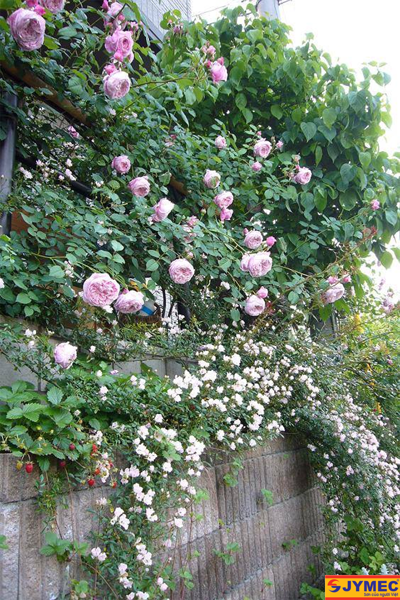 trang trí tường ngoại thất hình 3