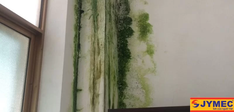 Nhà bị rêu mốc: Nguyên nhân, cách khắc phục hiệu quả nhất