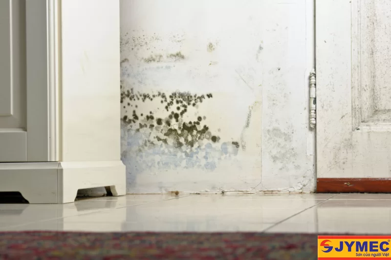Khắc phục tường nhà bị ẩm mốc hiệu quả nhất