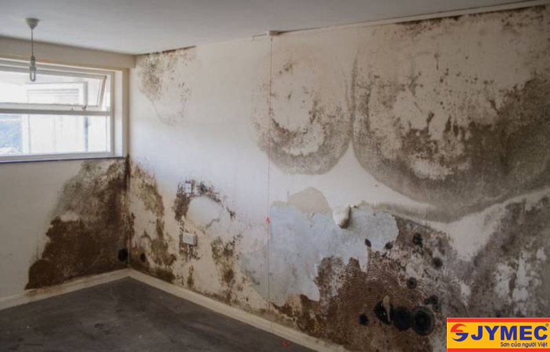 Tường nhà quá cũ rất dễ bị ẩm mốc