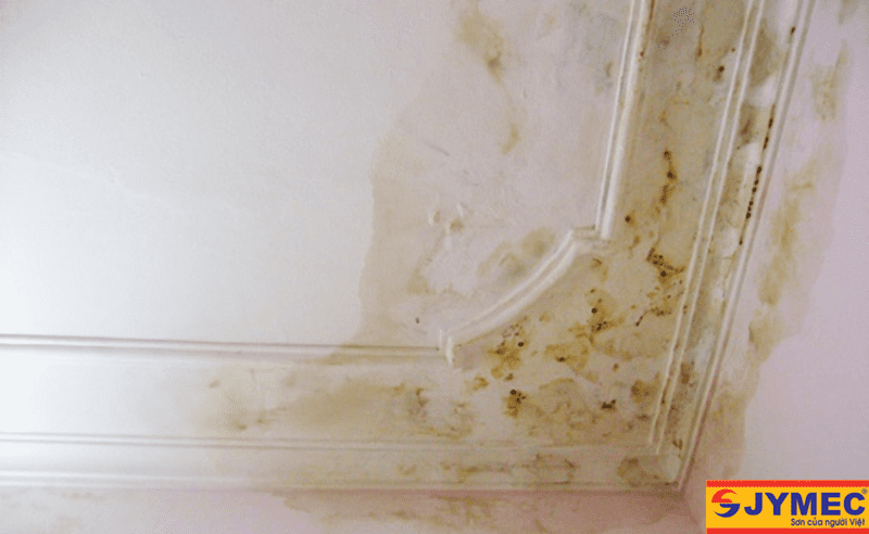 Hậu quả tai hại khi trần nhà bị thấm dột