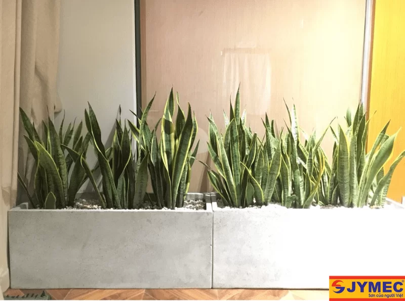 Sơn giả đá 3D cực đẹp cho chậu xi măng 