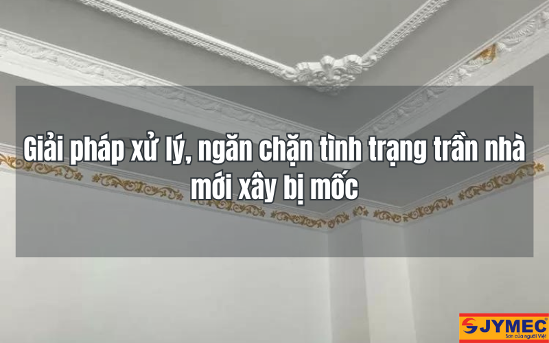 Giải pháp xử lý nấm mốc