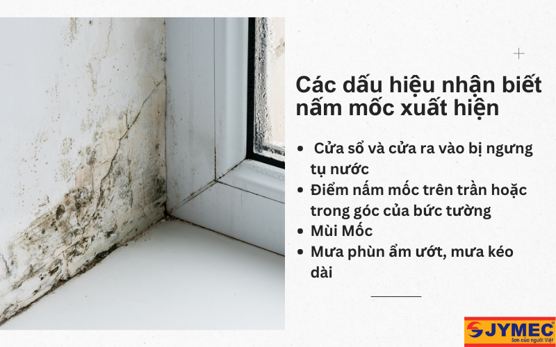 Dấu hiệu nhận biết nấm mốc xuất hiện