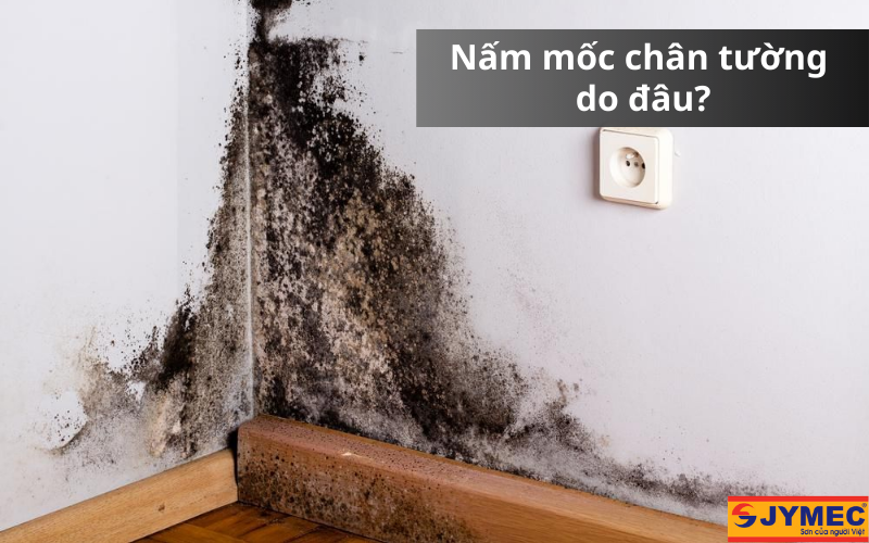 Nguyên nhân dẫn đến nấm mốc chân tường